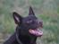 Australsk kelpie Andy (Born To Work Andy) - Andy januar 08 - det nye sted