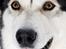 Alaskan malamute Mojo  