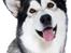 Alaskan malamute Mojo  