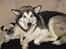 Alaskan malamute Mojo   - Hygge sammen med sin yndlings-buddy...