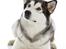 Alaskan malamute Mojo   - undskyld er det en pølse-godbid du står og vifter med der ???