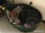 Labrador retriever Tjeko - Tjeko som deler sin kurv, med katten Troels...