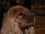 Cavalier king charles spaniel Kikki