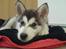 Alaskan malamute Isack (Dario Møller) - Dejligt at sove på min mors jakke når jeg er med på arbejde