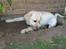 Labrador retriever Taco - BUSTED! Fangede ham lige i at destruere haven! o: xD. {Foto: Mig}