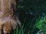 Cavalier king charles spaniel Kikki - nyder det gode vejr