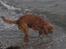 Cavalier king charles spaniel Kikki - Ejjjj. Hvor kom det vand fra? Se nu min fine pels...