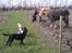 Labrador retriever Tøzen - Der skal holdes øje med hestene! (se min mors pony Sabrina inde på hestegalleri)