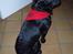 Labrador retriever Tøzen - Er jeg ikke fin med min nye "charmeklud"?
