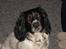 Engelsk springer spaniel Speedy
