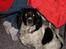 Engelsk springer spaniel Speedy