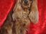 Cavalier king charles spaniel Kikki - Ny friseret og klar til udstilling