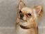 Chihuahua      *Ronaldo*