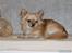 Chihuahua      *Ronaldo* - Er blevet lidt tyk, hihi... Men er os sådan lidt på kur
