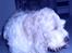 Grand basset griffon vendéen Fiffi<3 AFLIVET ;´( 