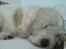 Grand basset griffon vendéen Fiffi<3 AFLIVET ;´(  - Godmorgen ( ; Heehe..