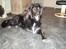 Border collie Qato