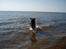 Border collie Qato - En rigtig vandhund