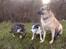 Blanding af racer Græsk gadehund, Ronja