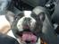 Fransk bulldog Charlie - Grumpy - Gabbbb....