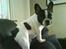 Fransk bulldog Charlie - Grumpy - Her har man et godt overblik......