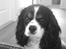Cavalier king charles spaniel Boffi
