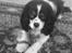 Cavalier king charles spaniel Boffi - boffi