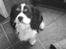 Cavalier king charles spaniel Boffi