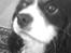 Cavalier king charles spaniel Boffi