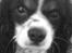 Cavalier king charles spaniel Boffi