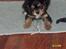 Cavalier king charles spaniel Daisy