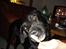 Labrador retriever Lucas