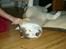 Siberian husky Chinook - Livet er en nydelse...