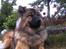 Eurasier Alto