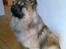 Eurasier Alto