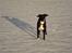 Border collie Trille