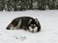 Alaskan malamute Maluq    R.I.P  august 2011 - nyder sneen inden den helt forsvinder igen