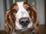 Welsh springer spaniel Debbie <33