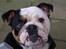 Engelsk bulldog R.I.P Berta <3 - Her er søde Berta..