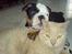Engelsk bulldog R.I.P Berta <3 - En af mine venner Sylvester...