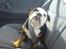 Engelsk bulldog R.I.P Berta <3 - HUSK selen...