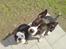 Engelsk bulldog R.I.P Berta <3 - Mig og en god veninde...