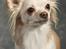 Chihuahua Micki aka Mimi - Micki med i konkurrencen i Petworld..