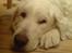 Kuvasz Bamse