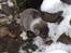Border collie Rooney - Rooney´s første oplevelse med sne....