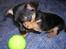 Chihuahua Chucky *R.I.P*