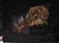 Cavalier king charles spaniel Kikki