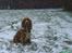Cocker spaniel Sisse  - Se jeg elsker sne:=)