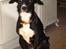 Border collie Trille