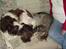 Engelsk springer spaniel Lady - Hygge i sofaen